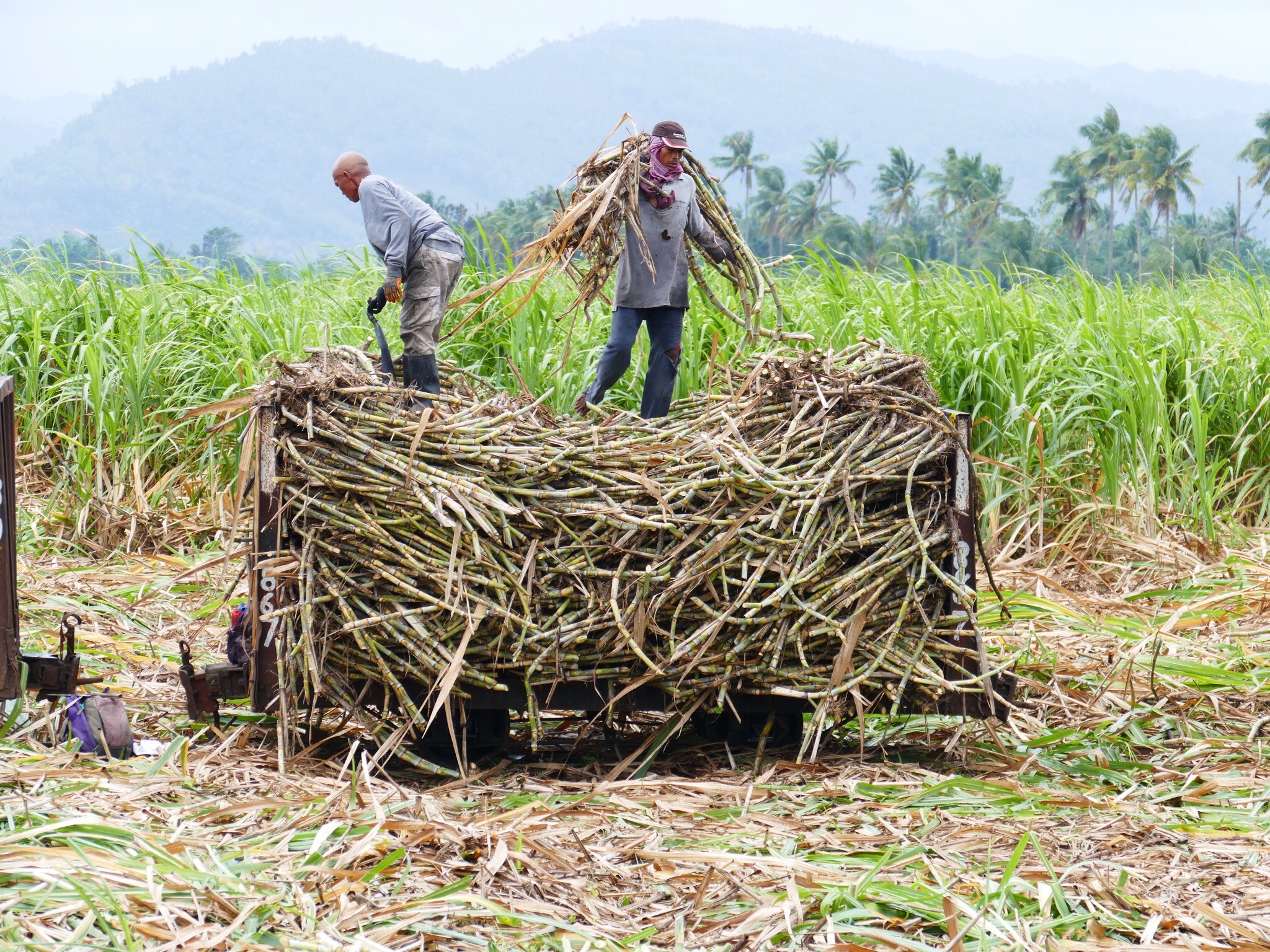 Negros agrarian beneficiaries eye expansion of sugarcane production