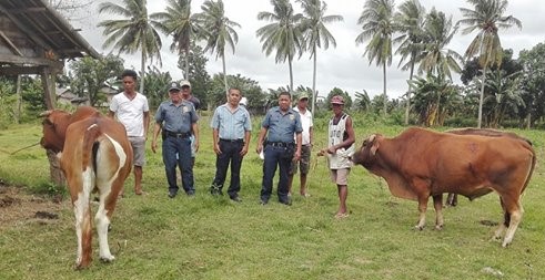 region cow stabbing