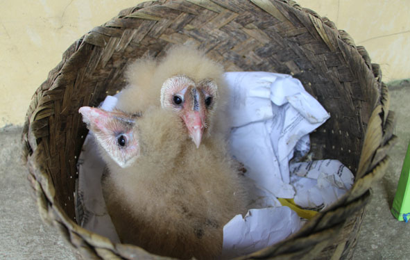 region owlets2