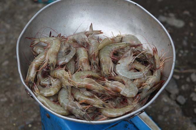 region shellfish