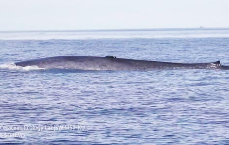 negros whales