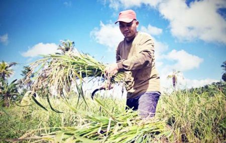 Aklan rice prod’n drops but corn yield rises