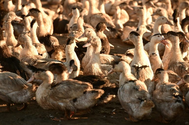 nation bird flu humans