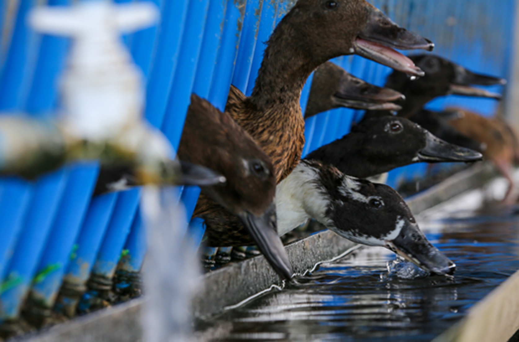 nation fowls