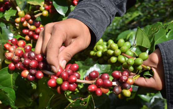 region coffee, cacao