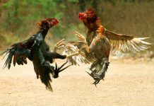 30 fighting cocks worth P750,000 stolen from Bago game farm