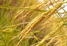 RICE RETAILERS HIT ‘UNFAIR’ NFA