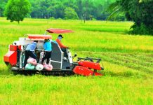 Iloilo reaps 297T MT rice in 1st qtr of 2018