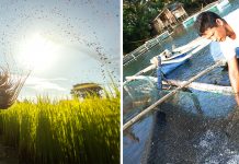 Land Bank lends P62.5B to nearly 1M small farmers, fishers in 2017