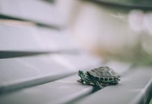 The proper way to rescue trapped, washed-up turtles
