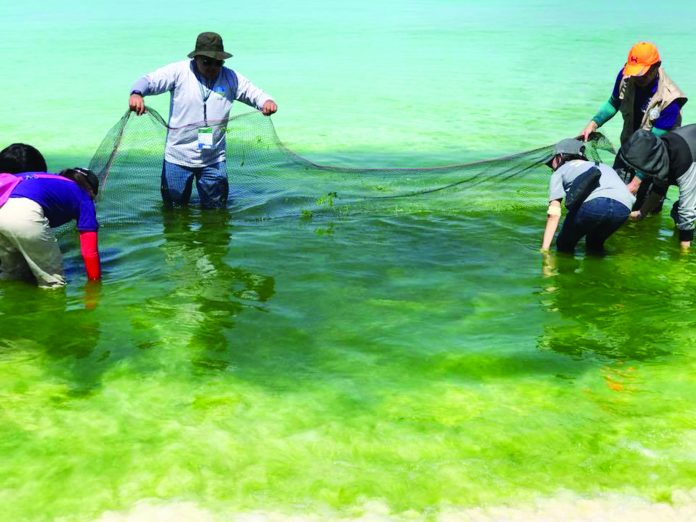 region algae