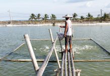 Fish farmers to SEAFDEC-AQD: Develop indigenous low-cost feed