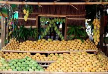 World Bank support to boost Guimaras’ mango production