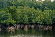 Abandoned fishpond now a thriving mangrove forest
