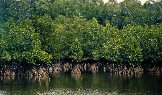 mangrove.rm_