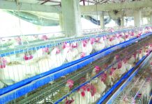 Aklan poultry inventory up 33%