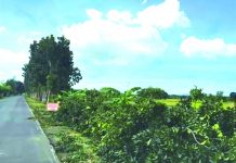 Cutting of trees in Pototan continues