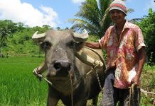35 northern Negros farmers to train in business school