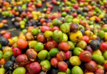 DTI allots P350,000 for Silay coffee processing project