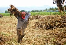 P750 daily wage to end ‘dead season’ – NSFW