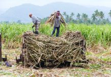 Negros planters sell low-priced sugar