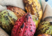 PH cacao draws interest from Swiss chocolatiers