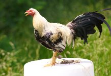 He stole our game fowl’