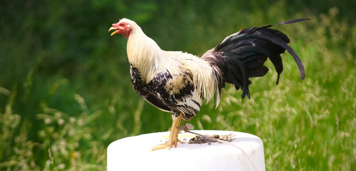 other-animal-cruelty-issues_cockfighting_main-image