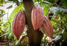 10T cacao, coffee seedlings for planting at Maasin Watershed