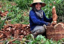Briefing to counter cyanide content in cassava held in Guimaras