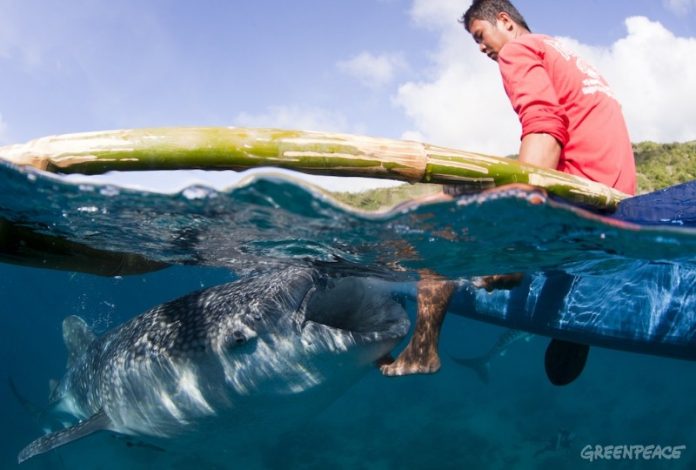 Whaleshark feeding in Oslob, Cebu