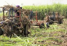 Insure crops, Negros Occ. farmers urged