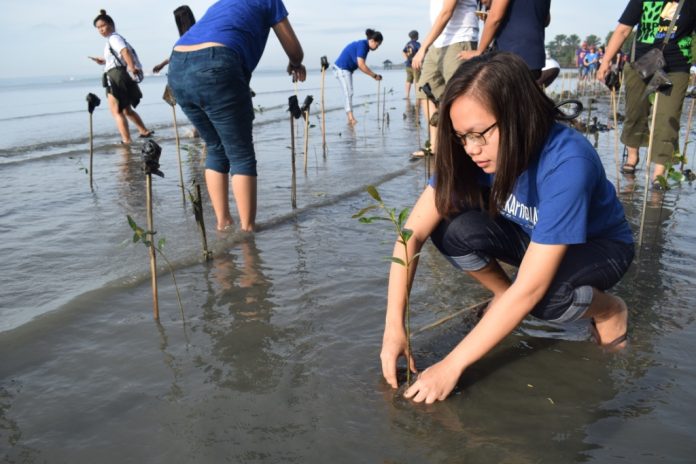 mangrove pic