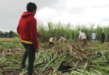 Sugar farmers’ group: Scrap wage boards