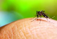 Bacolod City dengue cases down 40.7%