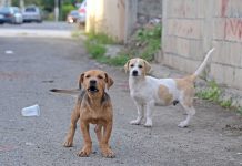 Rabid dogs from province enter city