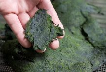 ‘Lumot’, ‘linta’, snakes, snails have medicinal properties?