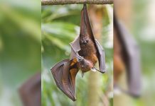 ‘PH bat conservation needs planning’