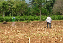 Capiz needs more cacao planters