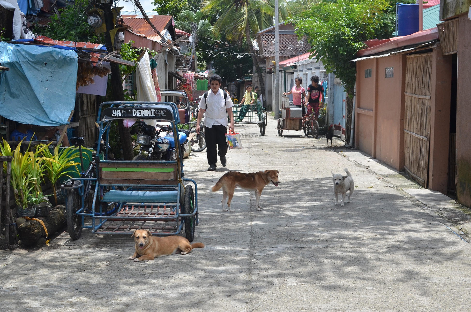 ‘Kill stray dogs? Euthanize their owners instead’