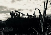 More farmworkers seen moving to urban areas