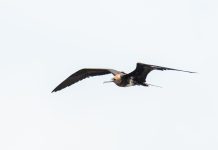 Critically endangered seabird seen in Dumangas