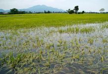 NegOcc crop loss reaches P4.9M