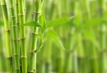 Antique farmers urged to grow bamboos