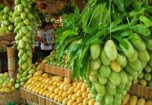 DA brings investors to market Guimaras mangoes abroad