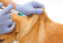22 dog-eating persons injected with rabies vaccine