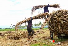 Sugar workers seek ouster of DAR chief Sugar industry stakeholders question the production estimates released by the Sugar Regulatory Administration citing “huge margins” between the projected production and the actual output of the crop. PHOTO BY PAULINE SANTOS