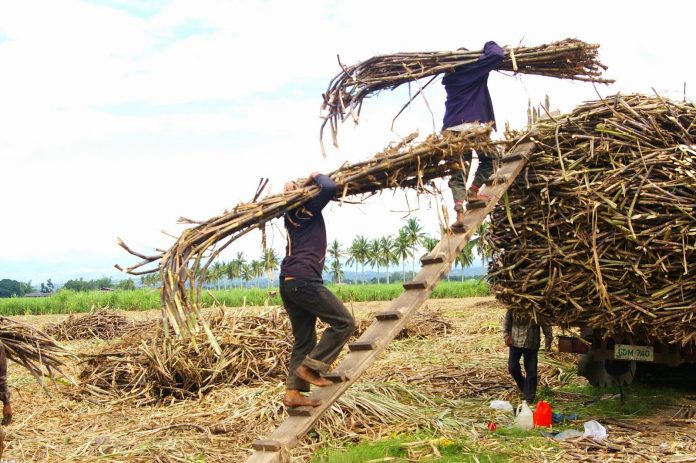 Sugar industry stakeholders question the production estimates released by the Sugar Regulatory Administration citing “huge margins” between the projected production and the actual output of the crop. PHOTO BY PAULINE SANTOS