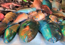 ‘Boracay sources first-class fish stocks from Antique’