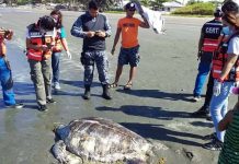 Dead sea turtle washes ashore in Culasi, Roxas City